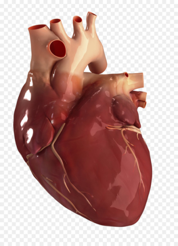 Human heart Circulatory system Anatomy Human body - Heart Health 