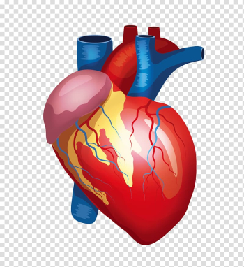 Human heart illustration, Heart Liver Kidney Human body Organ, Human Body Medical Medical Anatomy Cardiac Vessels transparent background PNG clipart