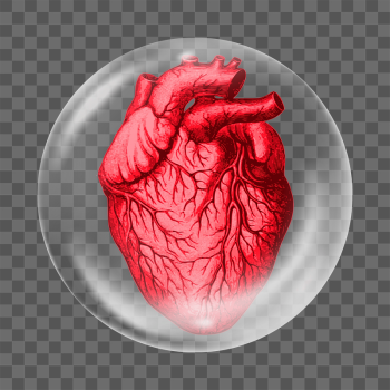 Human heart png | Free PNG - rawpixel Human heart png | Free PNG - rawpixel