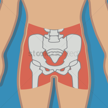 Human hip bone anatomy