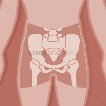 Human hip bone anatomy