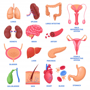 Human internal organs set Free Vector Human internal organs set Free Vector