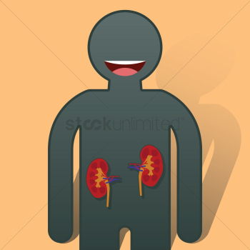 Human kidney anatomy Human kidney anatomy