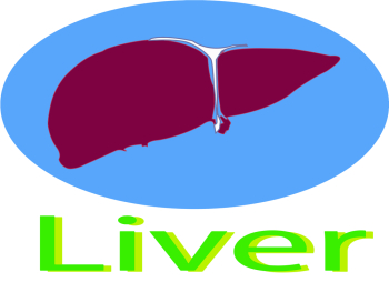 Human Liver  Png, Vector and Jpg