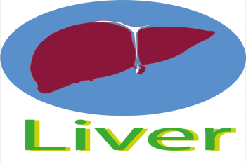 Human Liver  Png, Vector and Jpg