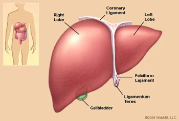 Human Liver  Png, Vector and Jpg