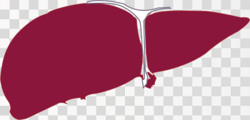 Human Liver  Png, Vector and Jpg