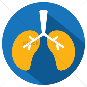 Human lungs Human lungs