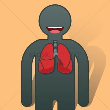 Human lungs anatomy Human lungs anatomy