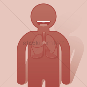 Human lungs anatomy Human lungs anatomy