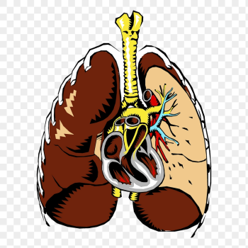 Human lungs png sticker, medical | Free PNG - rawpixel