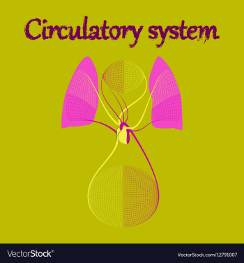 Human organ icon in flat style circulatory system vector image Human organ icon in flat style circulatory system vector image