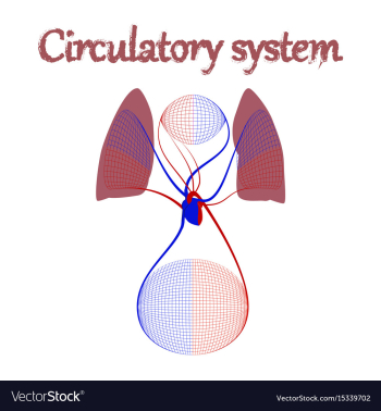 Human organ icon in flat style circulatory system vector image Human organ icon in flat style circulatory system vector image