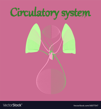 Human organ icon in flat style circulatory system vector image Human organ icon in flat style circulatory system vector image