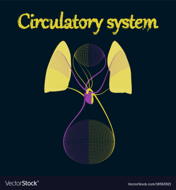 Human organ icon in flat style circulatory system vector image Human organ icon in flat style circulatory system vector image