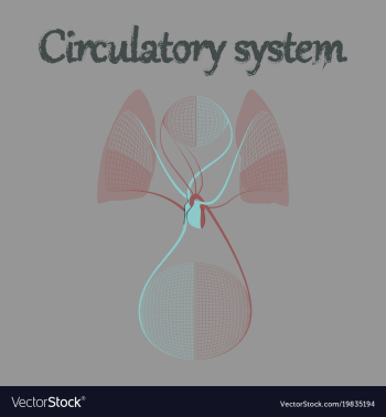 Human organ icon in flat style circulatory system vector image Human organ icon in flat style circulatory system vector image