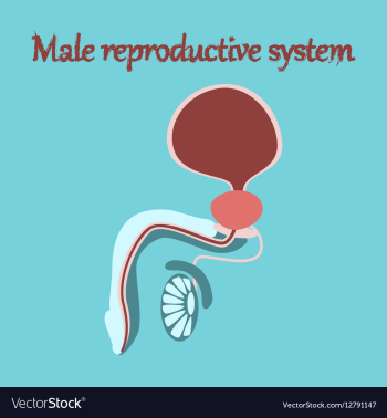 Human organ icon in flat style Male Reproductive vector image Human organ icon in flat style Male Reproductive vector image
