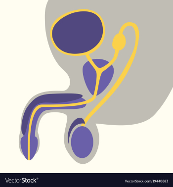 Human organ icon in flat style male reproductive vector image Human organ icon in flat style male reproductive vector image