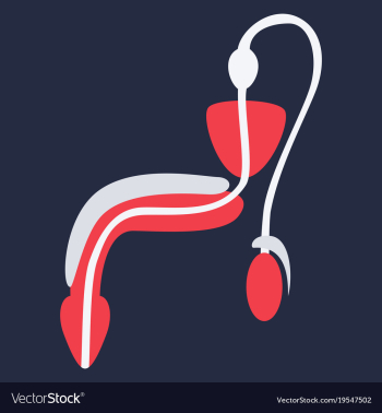 Human organ icon in flat style male reproductive vector image Human organ icon in flat style male reproductive vector image