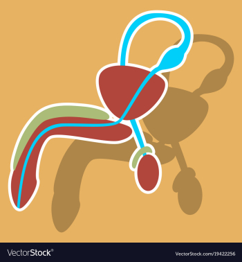 Human organ icon in sticker style male vector image Human organ icon in sticker style male vector image