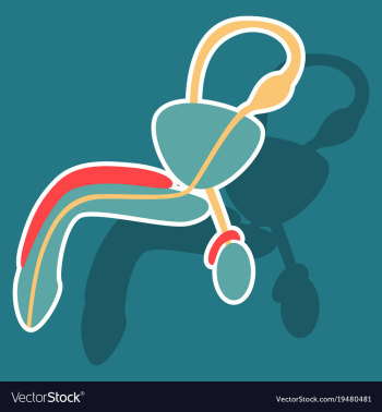 Human organ icon in sticker style male vector image Human organ icon in sticker style male vector image