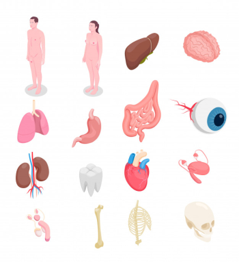 Human organs isometric icons set with male and female bodies liver eye bones kidneys heart isolated on white background 3d Free Vector