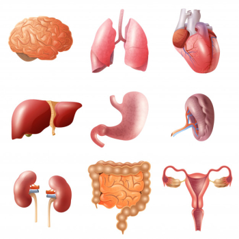Human organs set Human organs set