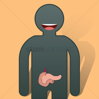 Human pancreas anatomy Human pancreas anatomy
