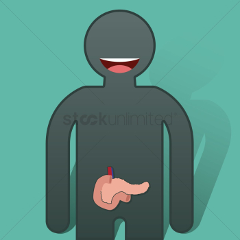 Human pancreas anatomy Human pancreas anatomy