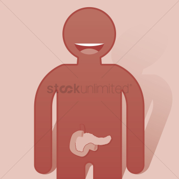 Human pancreas anatomy Human pancreas anatomy