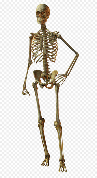 Human skeleton Bone Skull - Horror Skull Human skeleton Bone Skull - Horror Skull