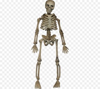 Human skeleton Homo sapiens Bone - Halloween skeleton skull Human skeleton Homo sapiens Bone - Halloween skeleton skull