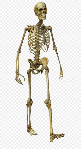 Human skeleton Homo sapiens Bone - Horror Skull 