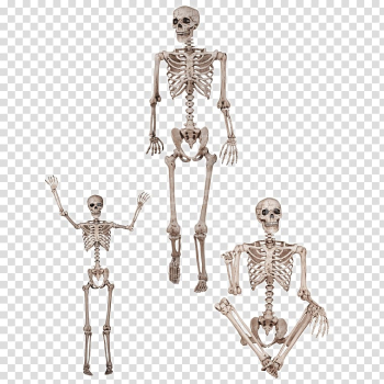 Human skeleton Human body Anatomy Bone, Skeleton transparent background PNG clipart Human skeleton Human body Anatomy Bone, Skeleton transparent background PNG clipart
