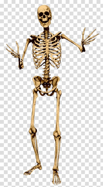 Human skeleton illustration ]\, Human skeleton Bone Skull, Skull skeleton transparent background PNG clipart