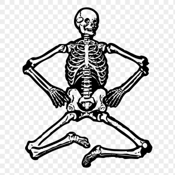 Human skeleton png clipart, transparent | Free PNG Illustration - rawpixel