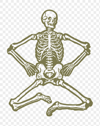 Human skeleton png sticker, medical | Free PNG Illustration - rawpixel