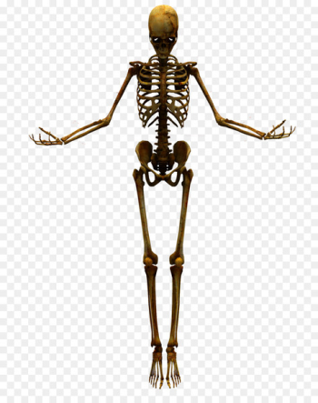 Human skeleton Skull - Bones Human skeleton Skull - Bones