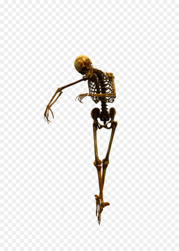 Human skeleton Skull Clip art - Skull Human skeleton Skull Clip art - Skull