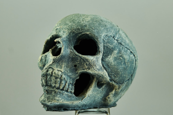 Human Skull Human Skull