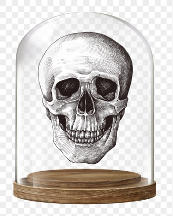 Human skull png glass dome | Free PNG - rawpixel