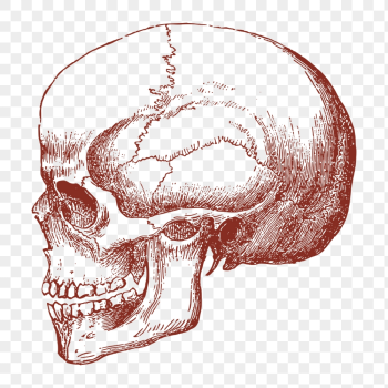 Human skull png sticker, medical | Free PNG Illustration - rawpixel