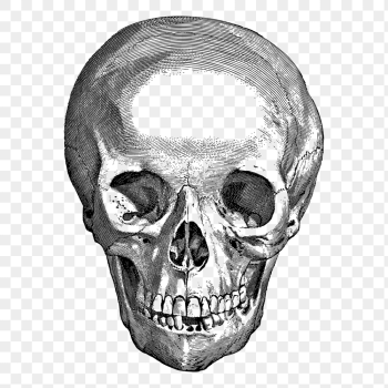 Human skull png sticker, medical | Free PNG - rawpixel