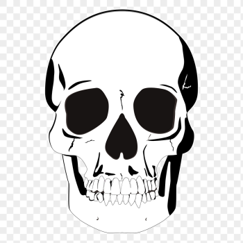 Human skull png sticker, medical | Free PNG - rawpixel