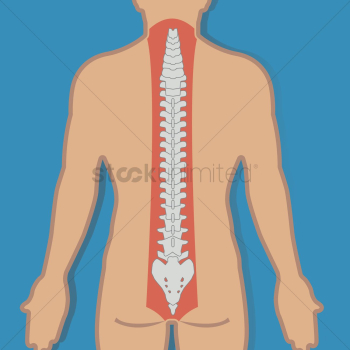 Human spinal cord Human spinal cord