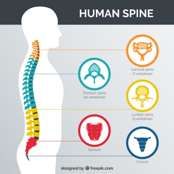 Human spine with parts coloured Human spine with parts coloured
