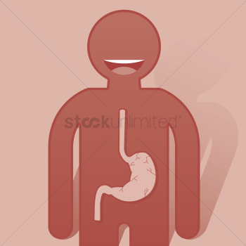 Human stomach structure Human stomach structure