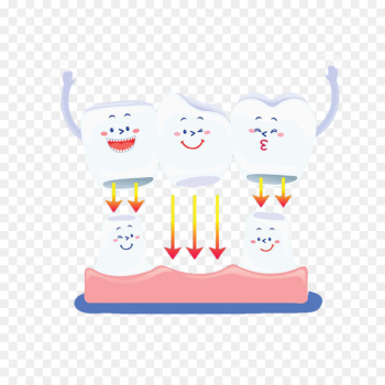 Human tooth Euclidean vector - Hand painted teeth porcelain teeth 
