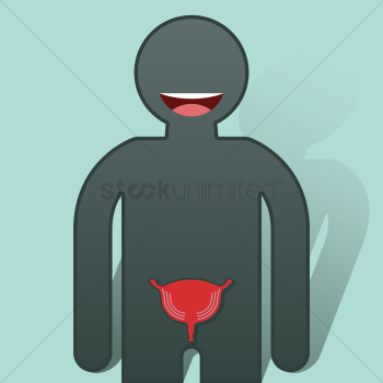 Human urinary bladder Human urinary bladder