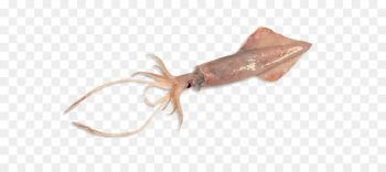 Humboldt squid Giant squid Yellowfin tuna Octopus - Mahi-mahi 
